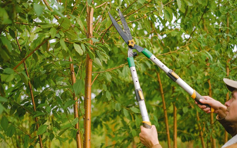Tree trimming in Courtland, CA